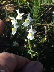 Nemesia anisocarpa
