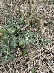 Callirhoe involucrata