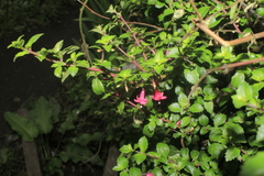 Fuchsia microphylla