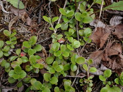 Linnaea borealis longiflora