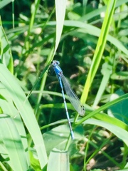 Argia extranea