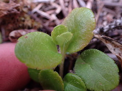 Linnaea borealis longiflora