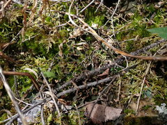 Peltigera malacea