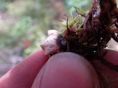 Peltigera malacea