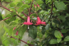 Fuchsia microphylla
