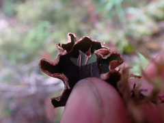 Peltigera malacea