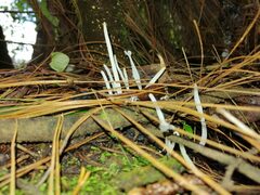 Clavaria fragilis