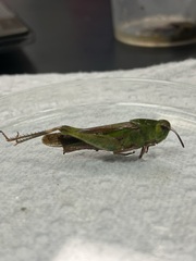 Chortophaga australior