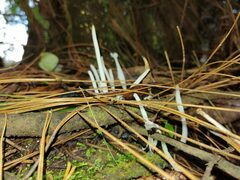 Clavaria fragilis