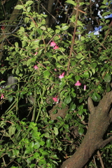 Fuchsia microphylla