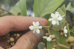 Nectandra acutifolia