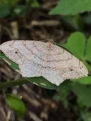 Trigrammia quadrinotaria
