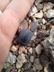 Eusattus reticulatus