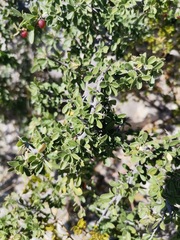 Condalia correllii