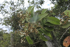 Nectandra acutifolia