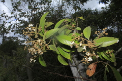 Nectandra acutifolia