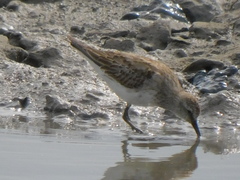 Calidris