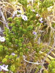 Psoralea aculeata