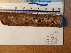 Annulohypoxylon moriforme