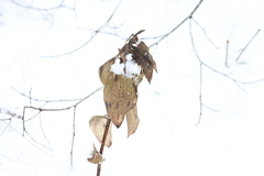 Epipactis