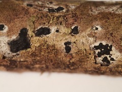 Annulohypoxylon moriforme