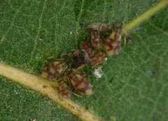 Chaitophorus
