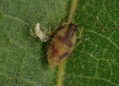 Chaitophorus