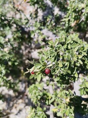 Condalia correllii