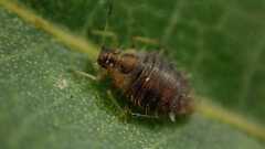 Chaitophorus