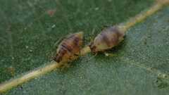 Chaitophorus