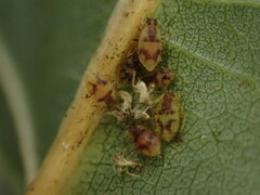 Chaitophorus