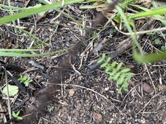 Vicia sativa