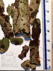 Annulohypoxylon moriforme