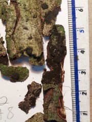 Annulohypoxylon moriforme