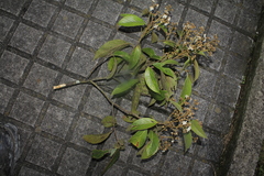 Nectandra acutifolia