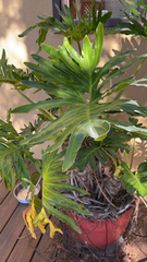 Thaumatophyllum bipinnatifidum