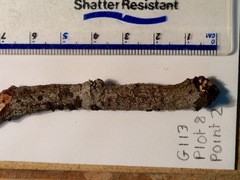 Annulohypoxylon moriforme