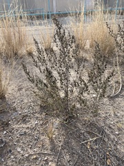Ambrosia acanthicarpa