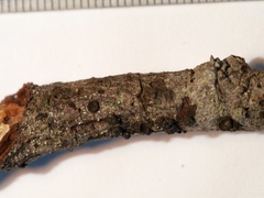 Annulohypoxylon moriforme