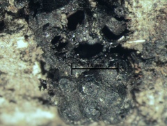 Annulohypoxylon moriforme
