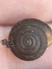 Triodopsis hopetonensis