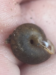 Triodopsis hopetonensis