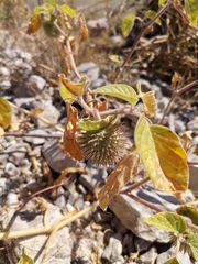 Datura