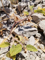 Datura