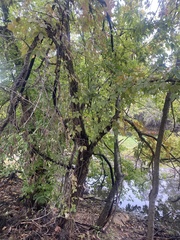 Parthenocissus quinquefolia