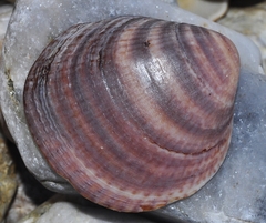Glycymeris glycymeris