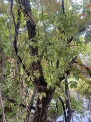 Parthenocissus quinquefolia