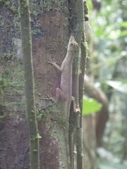 Anolis fuscoauratus