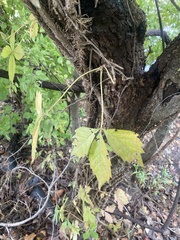 Parthenocissus quinquefolia