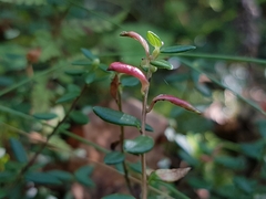 Exobasidium rostrupii